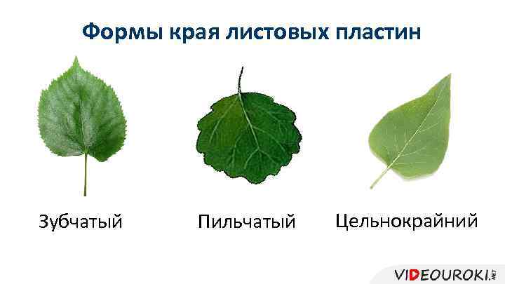 Формы края листовых пластин Зубчатый Пильчатый Цельнокрайний 