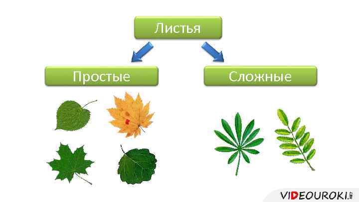 Листья Простые Сложные 