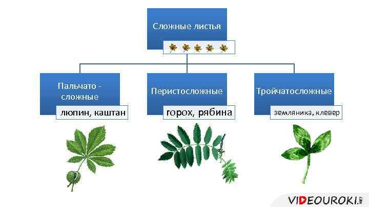 Сложные листья Пальчато сложные люпин, каштан Перистосложные горох, рябина Тройчатосложные земляника, клевер 