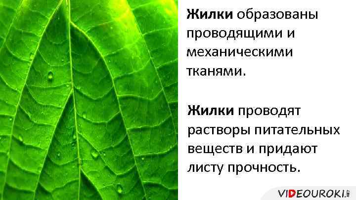 Жилки образованы проводящими и механическими тканями. Жилки проводят растворы питательных веществ и придают листу