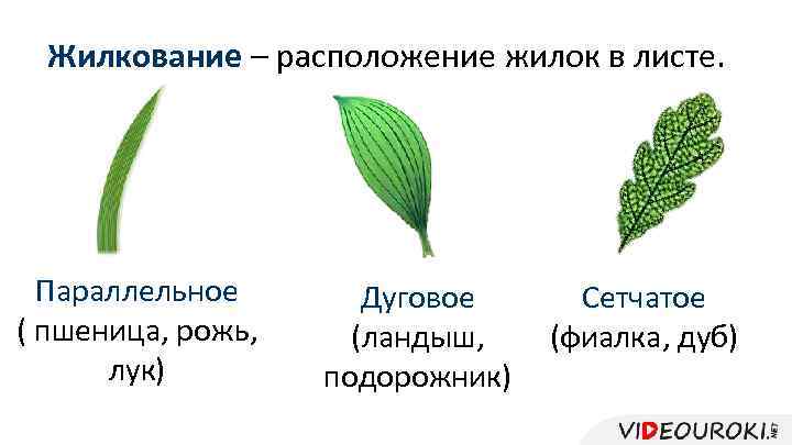 Жилкование – расположение жилок в листе. Параллельное ( пшеница, рожь, лук) Дуговое (ландыш, подорожник)