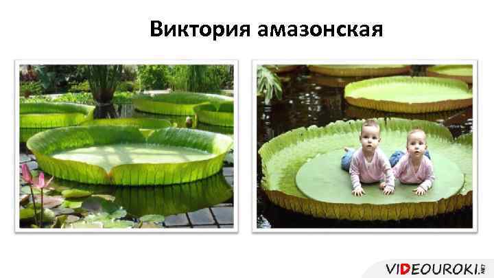 Виктория амазонская 