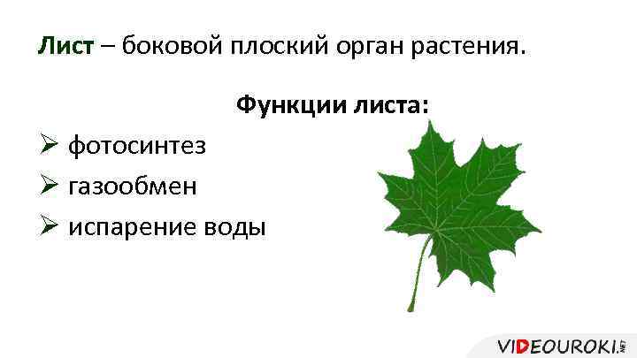 Лист – боковой плоский орган растения. Функции листа: Ø фотосинтез Ø газообмен Ø испарение