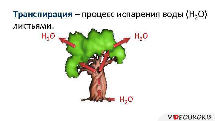 Транспирация – процесс испарения воды (H 2 O) листьями. H 2 O 