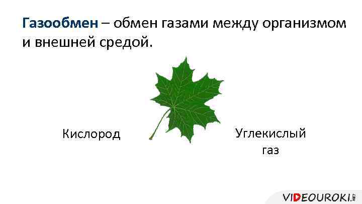 Газообмен – обмен газами между организмом и внешней средой. Кислород Углекислый газ 