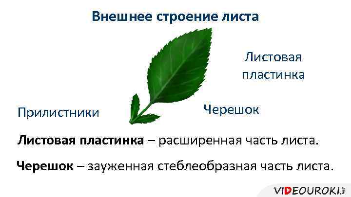 Внешнее строение листа Листовая пластинка Прилистники Черешок Листовая пластинка – расширенная часть листа. Черешок