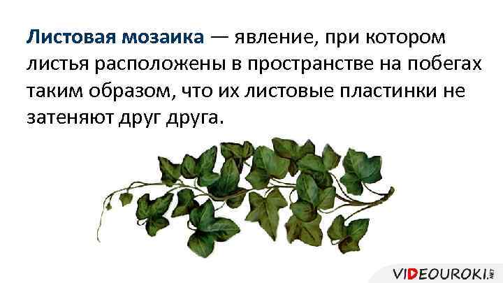 Листовая мозаика — явление, при котором листья расположены в пространстве на побегах таким образом,