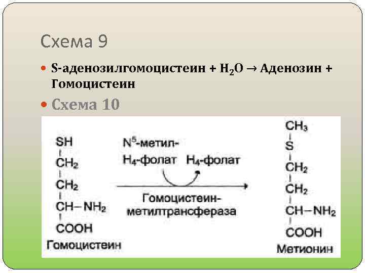 Схема 9 S-аденозилгомоцистеин + Н 2 О → Аденозин + Гомоцистеин Схема 10 