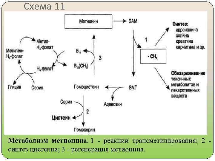 Схема 11 Метаболизм метионина. 1 - реакции трансметилирования; 2 синтез цистеина; 3 - регенерация