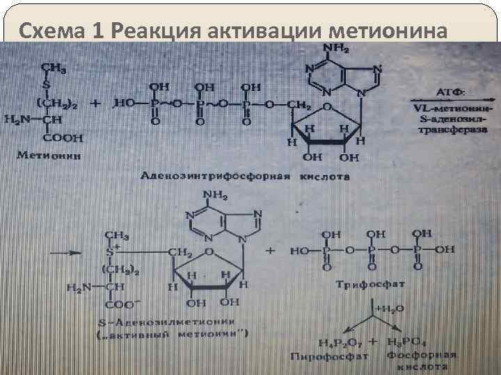 Схема 1 Реакция активации метионина 