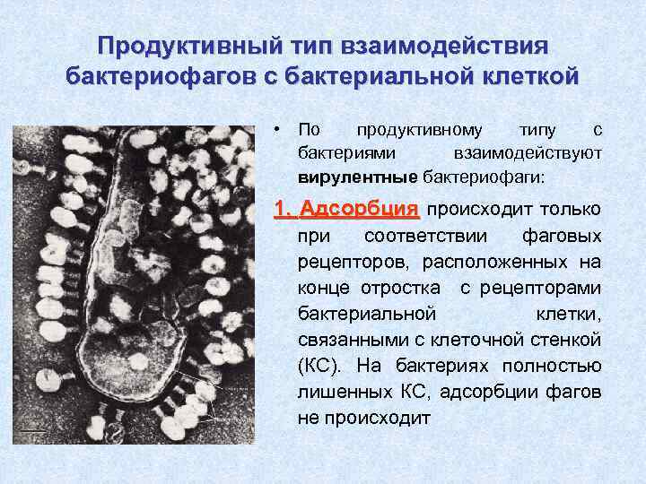 Продуктивный тип взаимодействия бактериофагов с бактериальной клеткой • По продуктивному типу с бактериями взаимодействуют