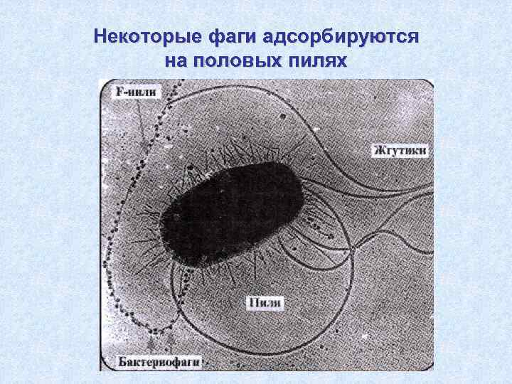 Некоторые фаги адсорбируются на половых пилях 