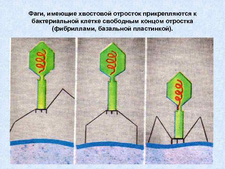 Фаги, имеющие хвостовой отросток прикрепляются к бактериальной клетке свободным концом отростка (фибриллами, базальной пластинкой).