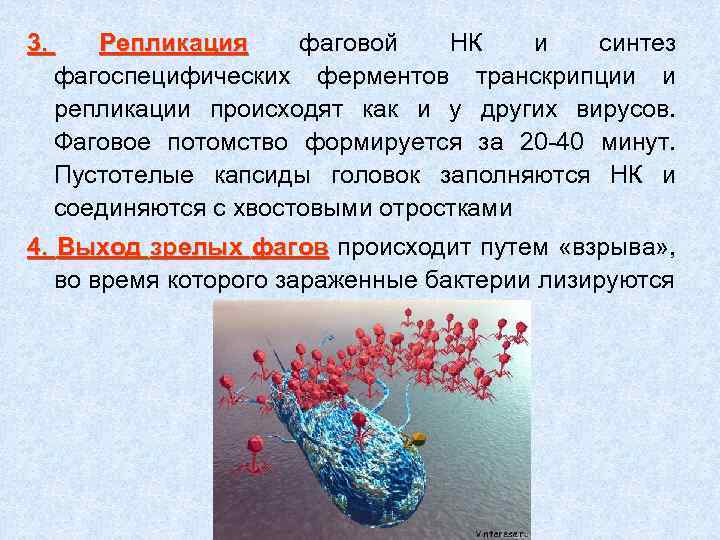 3. Репликация фаговой НК и синтез фагоспецифических ферментов транскрипции и репликации происходят как и