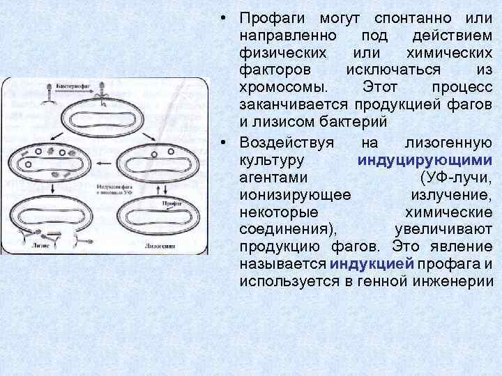  • Профаги могут спонтанно или направленно под действием физических или химических факторов исключаться
