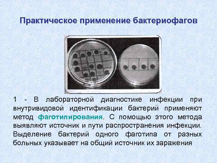 Практическое применение бактериофагов 1 - В лабораторной диагностике инфекции при внутривидовой идентификации бактерий применяют