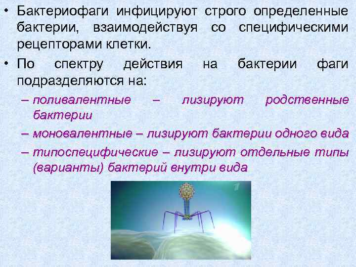  • Бактериофаги инфицируют строго определенные бактерии, взаимодействуя со специфическими рецепторами клетки. • По