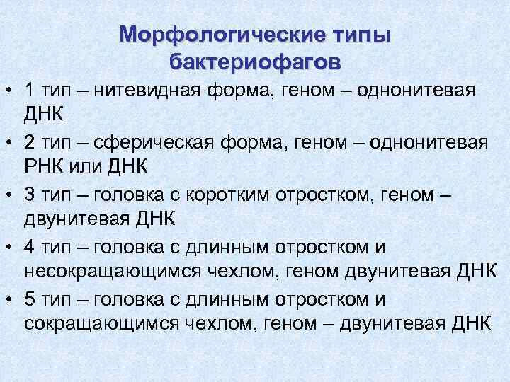 Морфологические типы бактериофагов • 1 тип – нитевидная форма, геном – однонитевая ДНК •