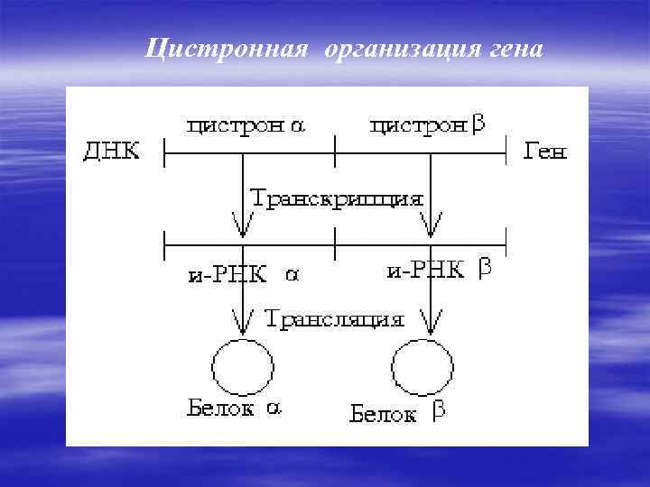 Цистронная организация гена 