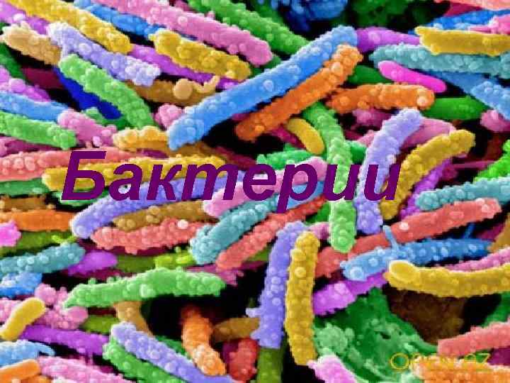 Бактерии 