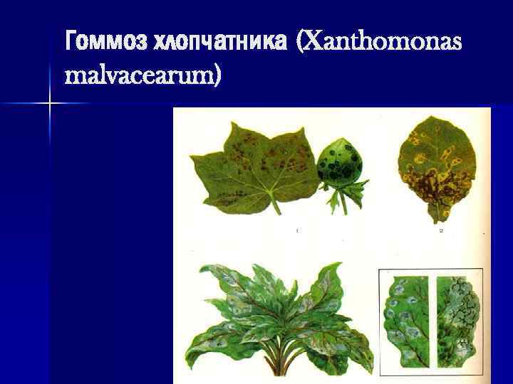 Гоммоз хлопчатника (Xanthomonas malvacearum) 