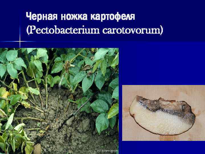 Черная ножка картофеля (Pectobacterium carotovorum) 