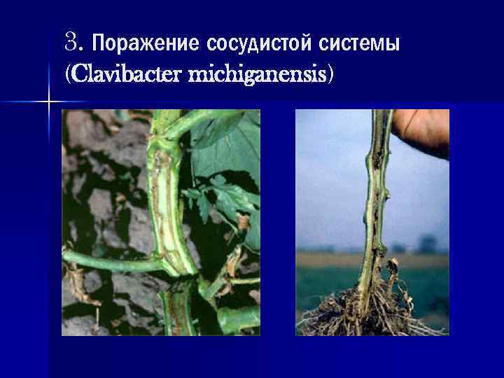 3. Поражение сосудистой системы (Clavibacter michiganensis) 