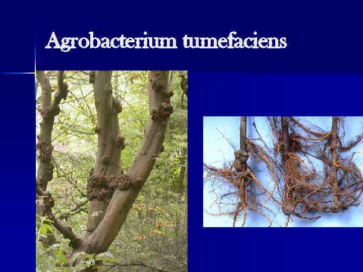 Agrobacterium tumefaciens 