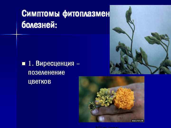 Симптомы фитоплазменных болезней: n 1. Виресценция – позеленение цветков 
