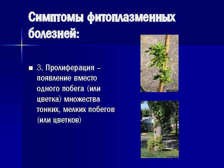 Симптомы фитоплазменных болезней: n 3. Пролиферация – появление вместо одного побега (или цветка) множества