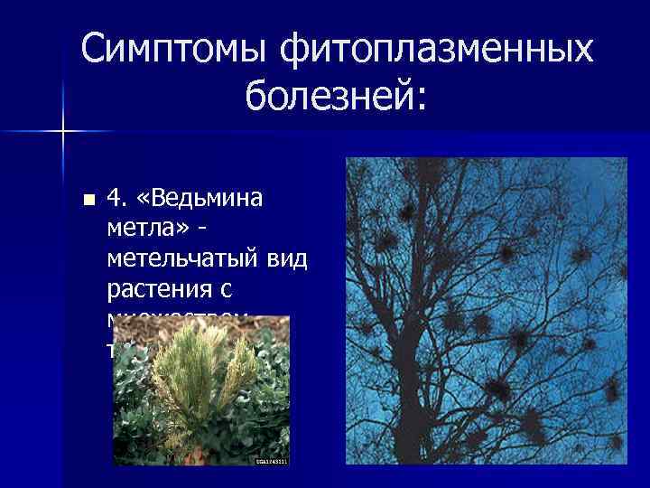 Симптомы фитоплазменных болезней: n 4. «Ведьмина метла» метельчатый вид растения с множеством тонких побегов
