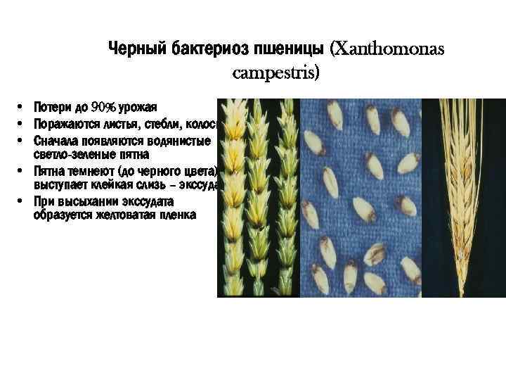 Черный бактериоз пшеницы (Xanthomonas campestris) • Потери до 90% урожая • Поражаются листья, стебли,