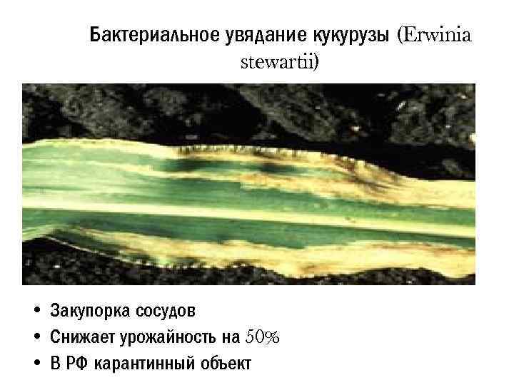 Бактериальное увядание кукурузы (Erwinia stewartii) • Закупорка сосудов • Снижает урожайность на 50% •