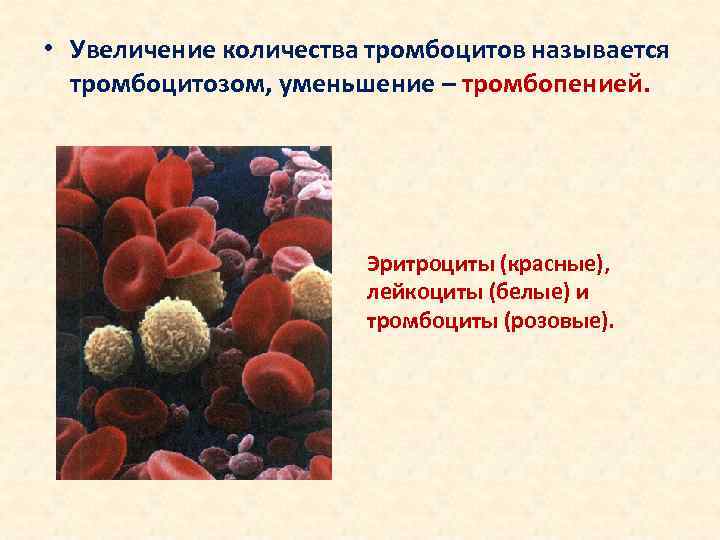 Увеличение количества лейкоцитов в крови