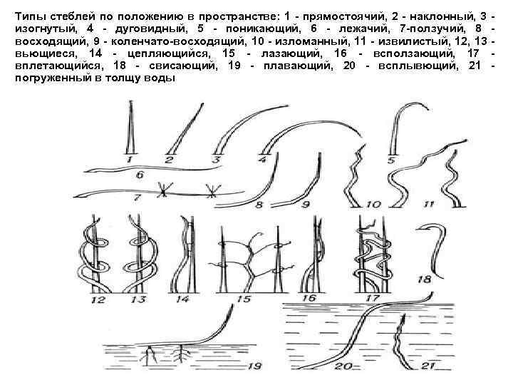 Типы стеблей по положению в пространстве: 1 - прямостоячий, 2 - наклонный, 3 -