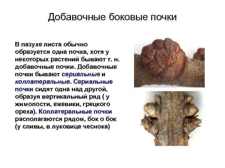 Добавочные боковые почки В пазухе листа обычно образуется одна почка, хотя у некоторых растений