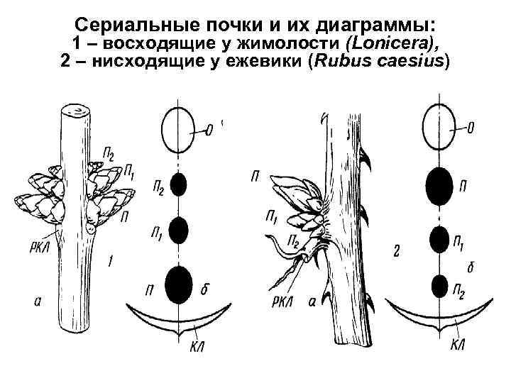Сериальные почки и их диаграммы: 1 – восходящие у жимолости (Lonicera), 2 – нисходящие