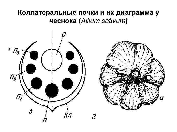 Коллатеральные почки и их диаграмма у чеснока (Allium sativum) 