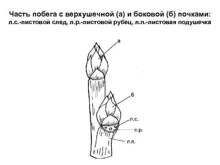 Боковой орган побега обозначен на рисунке цифрой