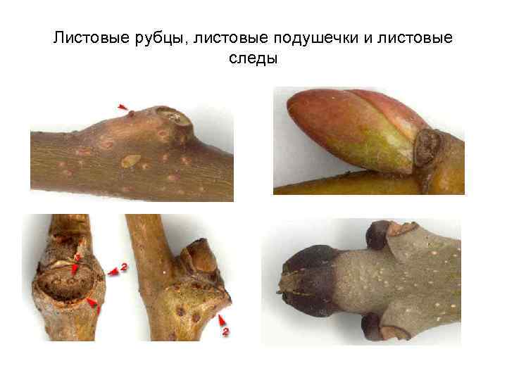 Листовые рубцы, листовые подушечки и листовые следы 