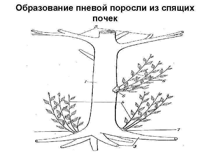 Образование пневой поросли из спящих почек 