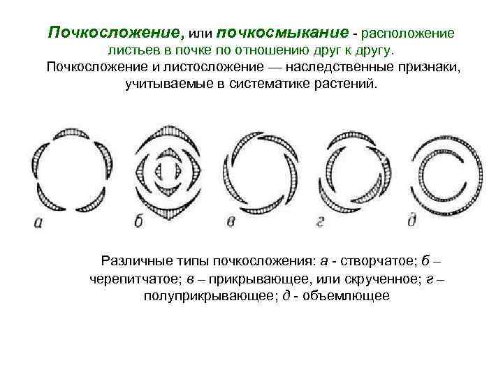 Почкосложение, или почкосмыкание - расположение листьев в почке по отношению друг к другу. Почкосложение
