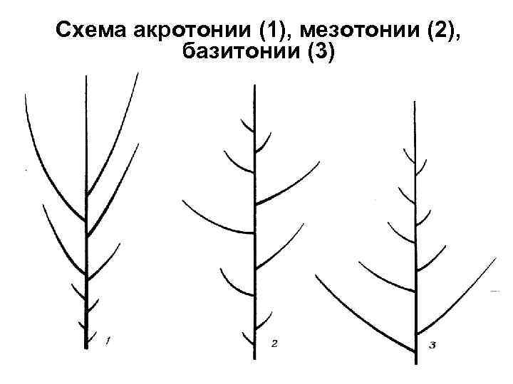 Схема акротонии (1), мезотонии (2), базитонии (3) 