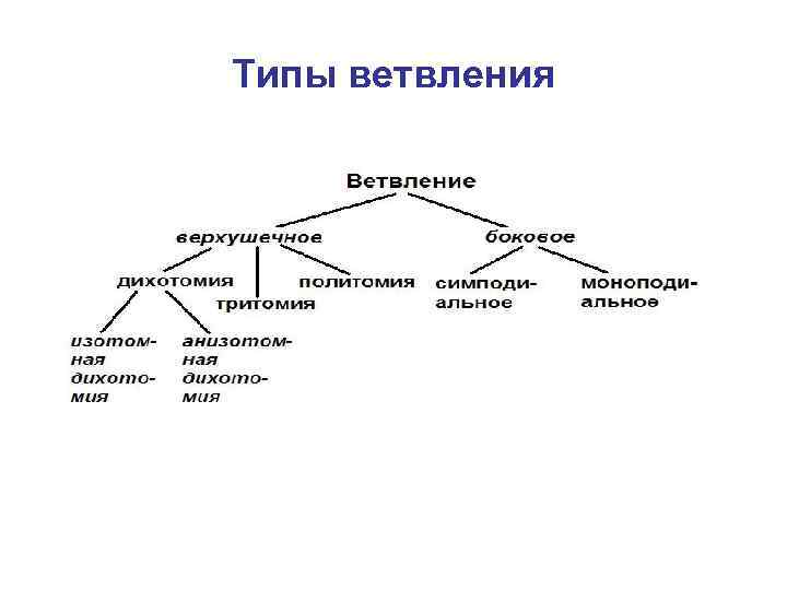 Типы ветвления 
