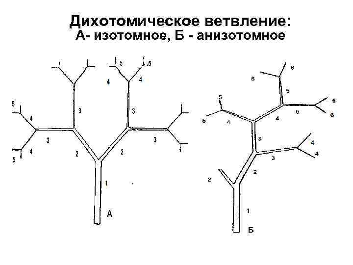 Дихотомическое ветвление: А- изотомное, Б - анизотомное 