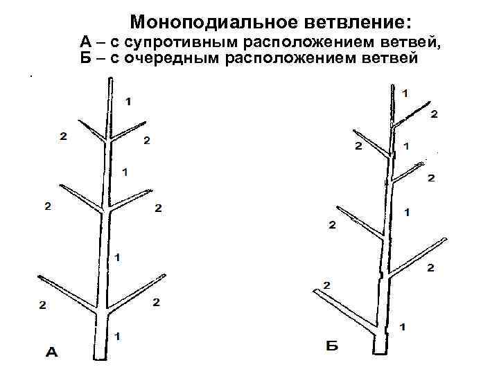 Моноподиальное ветвление: А – с супротивным расположением ветвей, Б – с очередным расположением ветвей