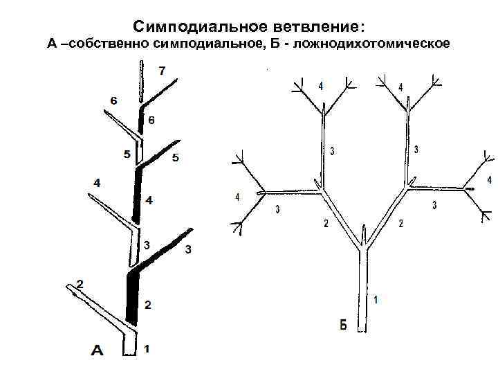 Симподиальное ветвление: А –собственно симподиальное, Б - ложнодихотомическое 