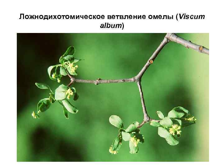Ложнодихотомическое ветвление омелы (Viscum album) 