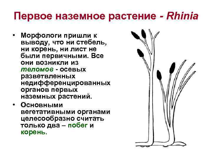Первое наземное растение - Rhinia • Морфологи пришли к выводу, что ни стебель, ни