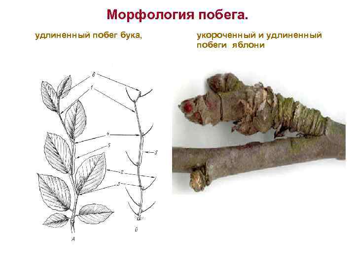 Волчковые побеги на яблоне фото и как их удалять